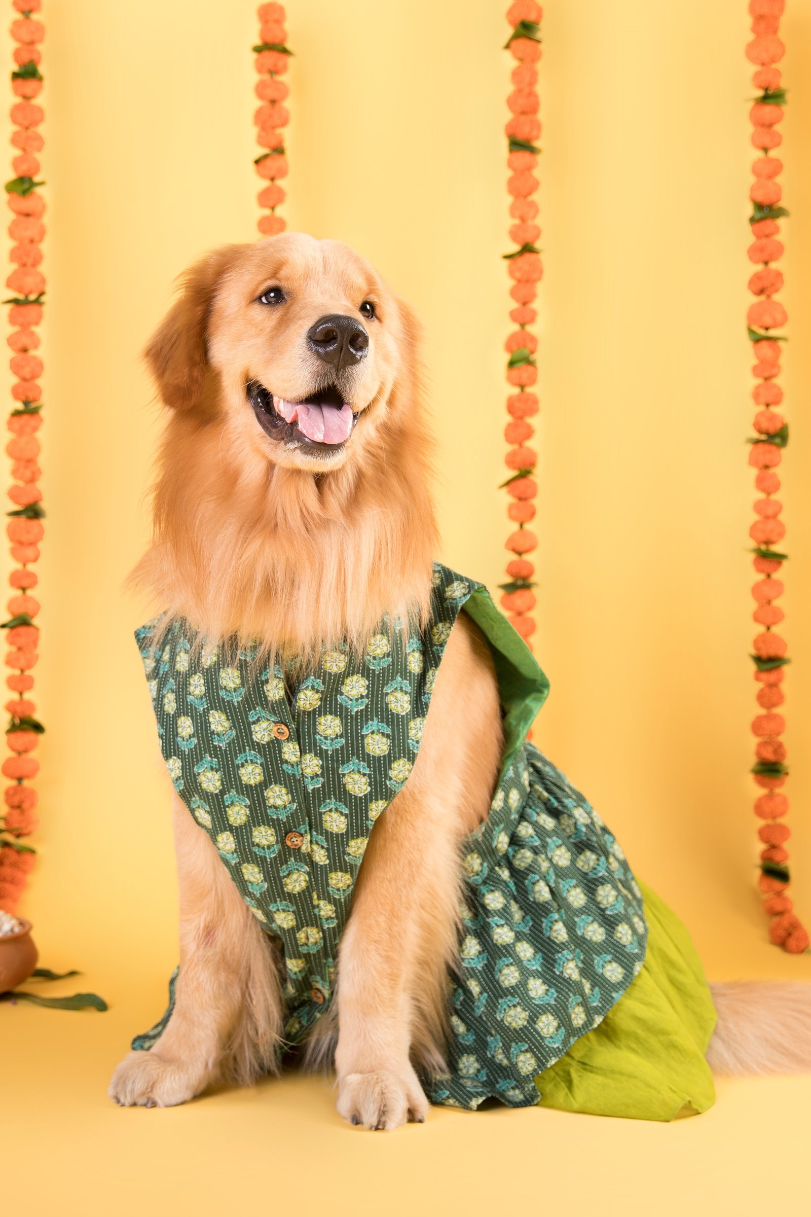 Dog Togs Best Seller 2
