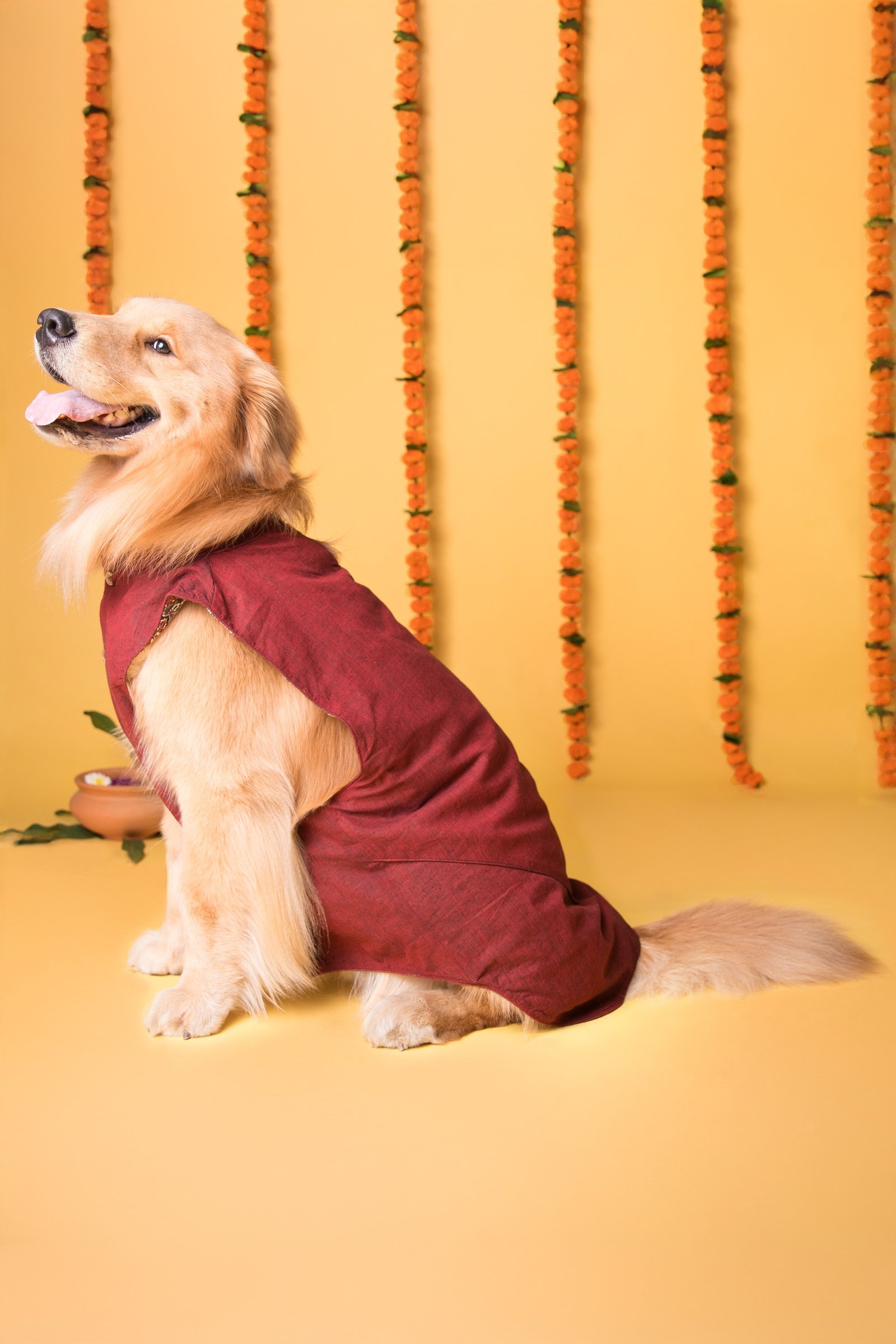Dog Togs Best Seller 4